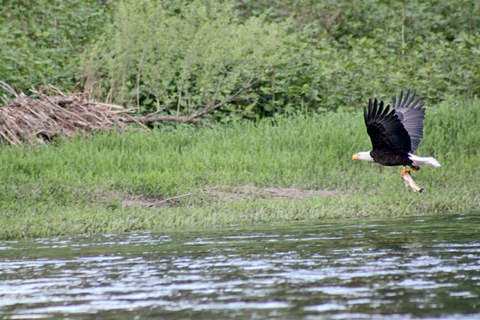 A eagle catches a fish by Michael Porter.